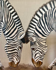 TWO ZEBRAS